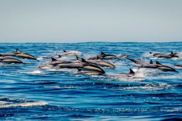Ar'Deco (Knysna)