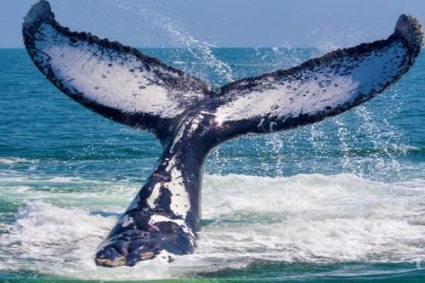 Ar'Deco (Knysna)