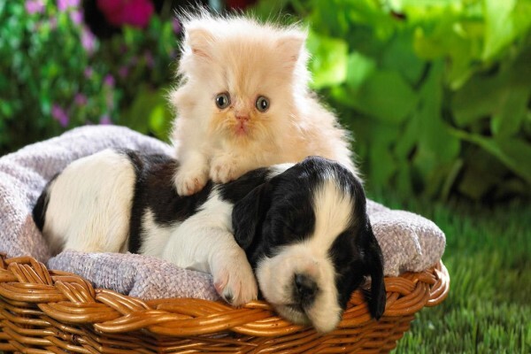 The Pet Caddy