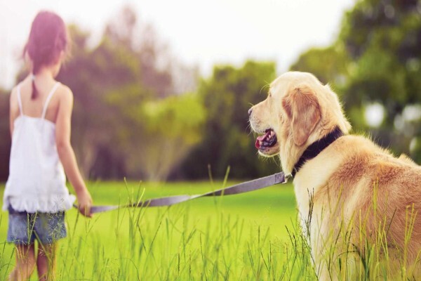 The Pet Caddy