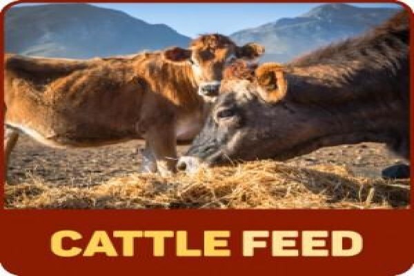 Nova Feeds