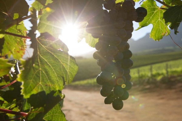 Ernie Els Wines (Pty) Ltd