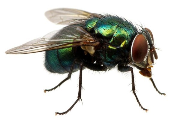Pest Control Specialists:Branches:Midrand