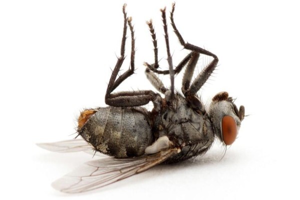 Pest Control Specialists:Branches:Randburg