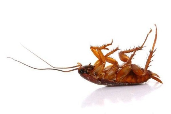 Pest Control Specialists:Branches:Randburg:MaxiCall