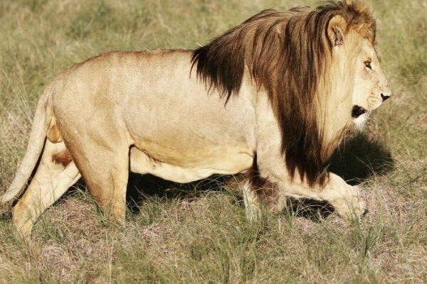 Plettenberg Bay Game Reserve