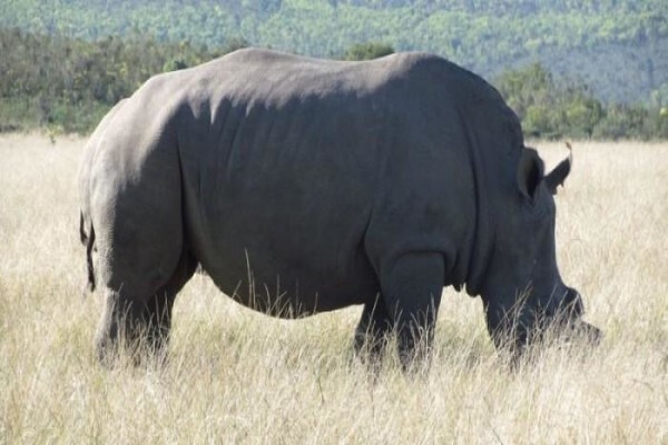 Plettenberg Bay Game Reserve