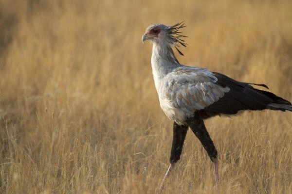 Plettenberg Bay Game Reserve