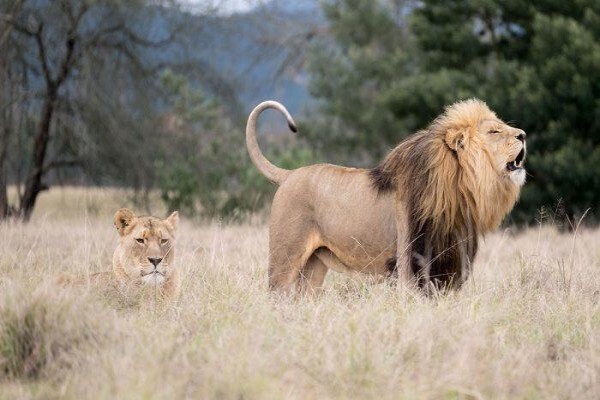 Plettenberg Bay Game Reserve
