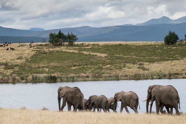 Plettenberg Bay Game Reserve