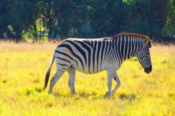 Plettenberg Bay Game Reserve
