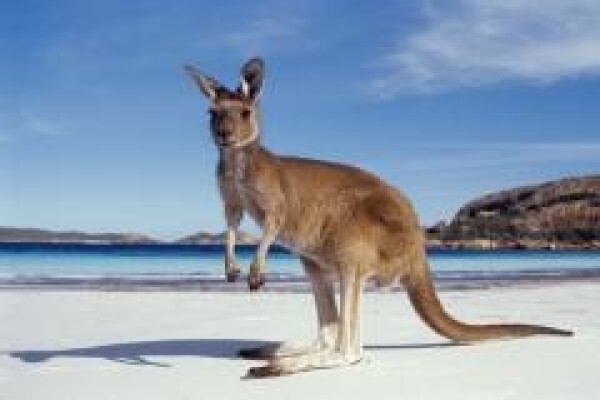 Australian Migration Specialists