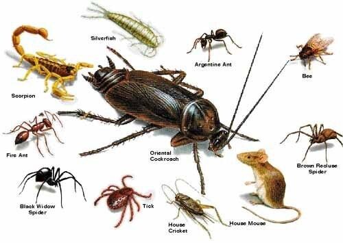Khaba Pest Control