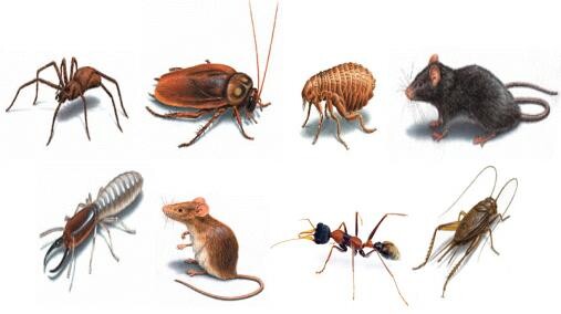Khaba Pest Control