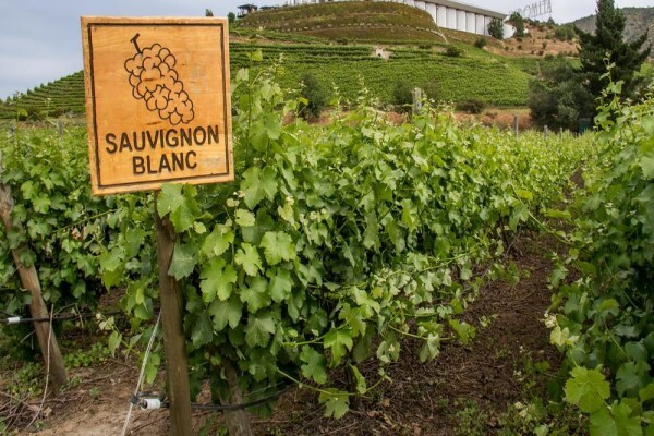 Wineweb