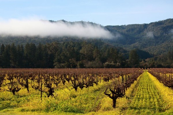 Wineweb