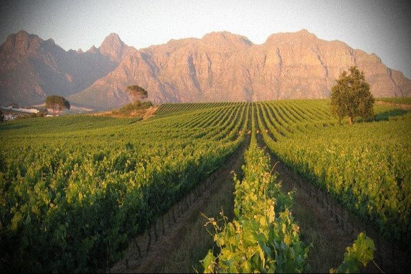 Wineweb