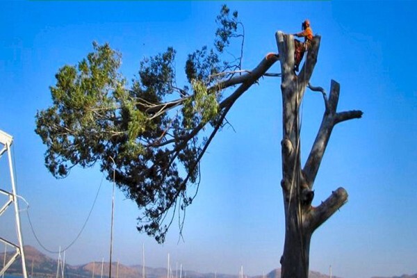 KLM Tree Felling