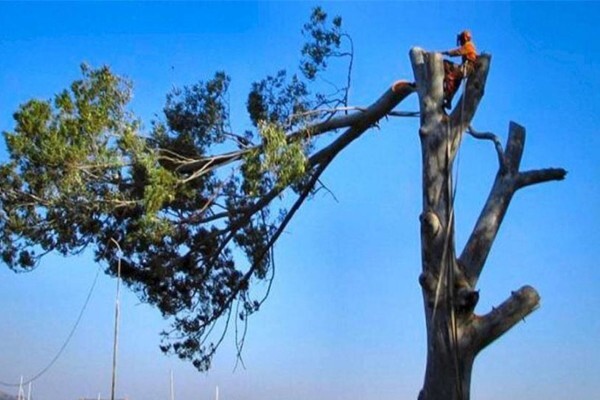KLM Tree Felling