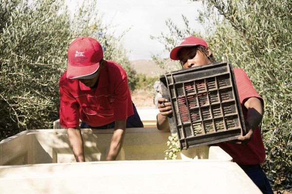 Rio Largo Olive Estate