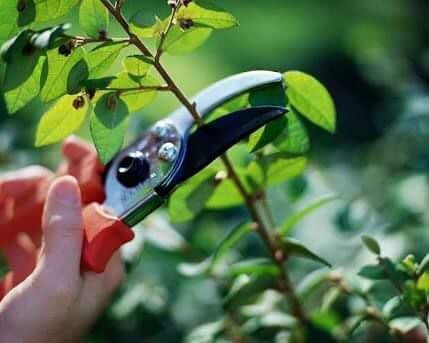 Success Garden Services