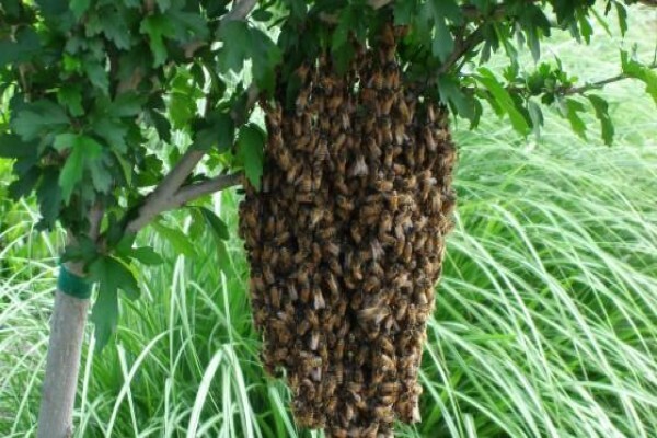 AA Bee Removals