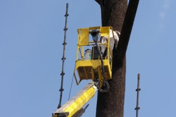AA Bee Removals