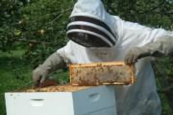 AA Bee Removals