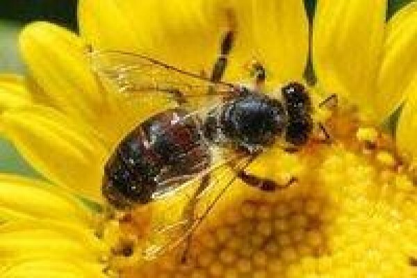 AA Bee Removals