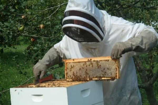 AA Bee Removals