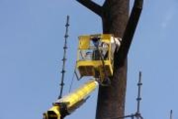 AA Bee Removals