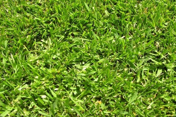 Grass Factory