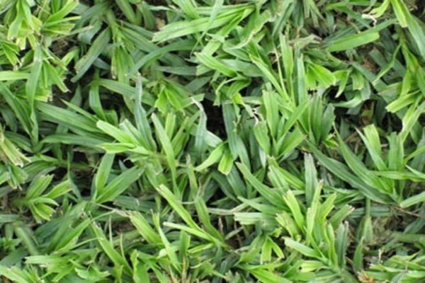 Grass Factory