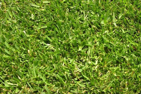 Grass Factory