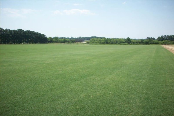 Grass Factory
