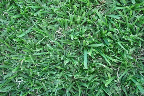 Grass Factory