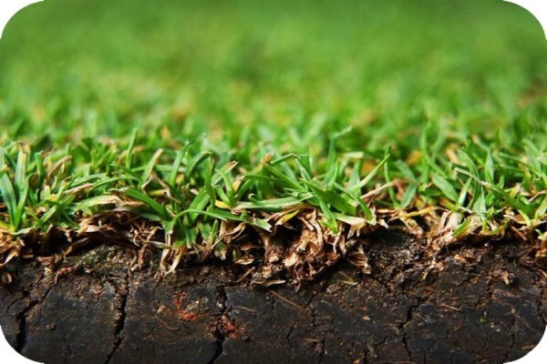 Grass Factory