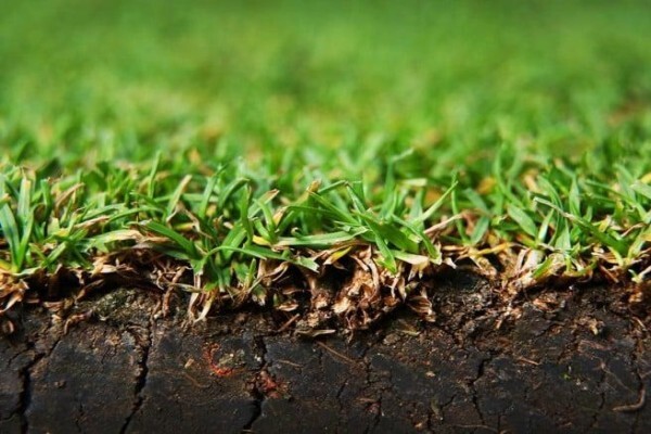 Grass Factory