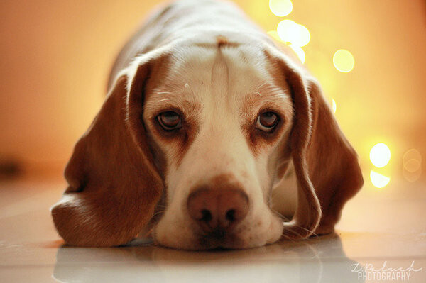 Fur Club Pet Parlour