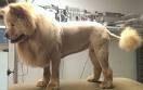 Fur Club Pet Parlour