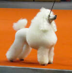 Fur Club Pet Parlour