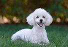 Fur Club Pet Parlour