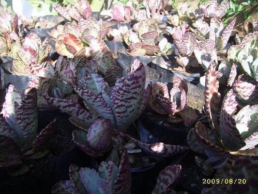 Plants of the Gods (cacti & succulents)