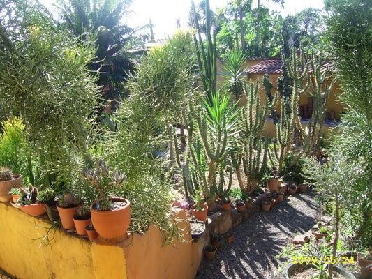 Plants of the Gods (cacti & succulents)