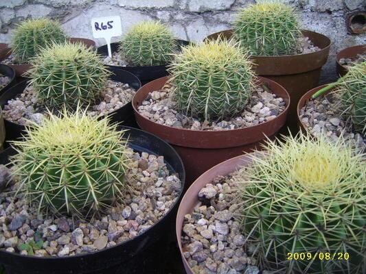 Plants of the Gods (cacti & succulents)