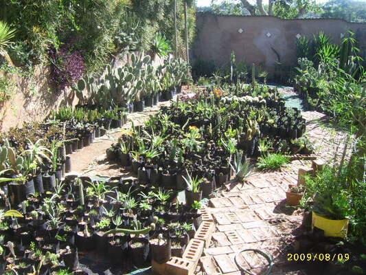 Plants of the Gods (cacti & succulents)