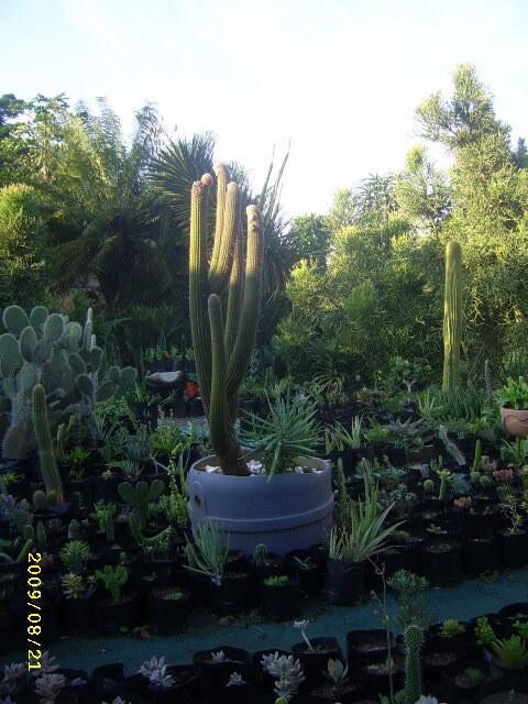 Plants of the Gods (cacti & succulents)