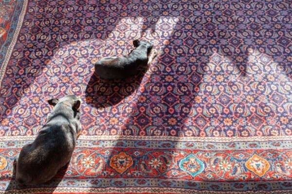 Benoni Carpet Cleaning Service