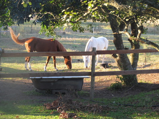 Valley Ridge Farm