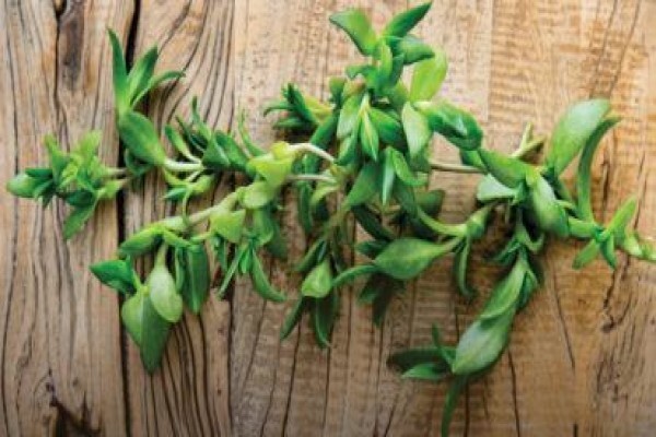 Core Natural Medicine